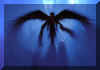 dark.jpg (129757 octets)